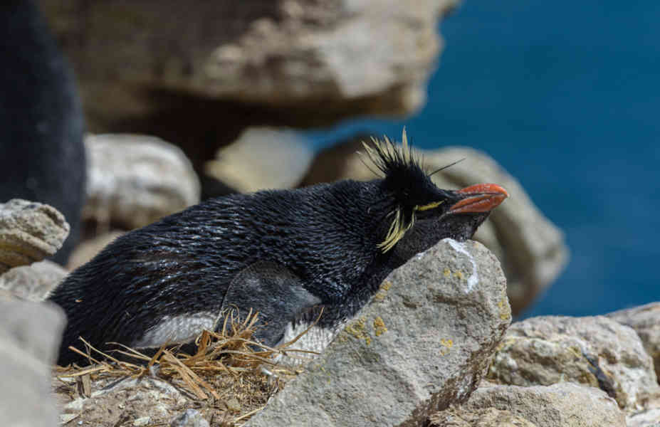 Pingüino Rockhopper - islas Falkland o Malvinas 19.jpg